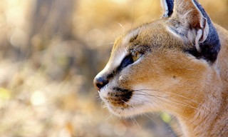 Die Wildnis Afrikas: Vier Jahreszeiten