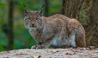 Land of the Iberian Lynx