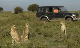 Cat wars: Lion V Cheetah