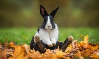 111 tierische Teufelskerle!