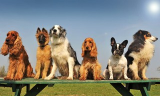Honden met een bijzondere baan