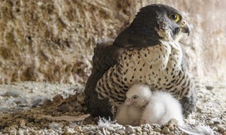 Kastelen in het wild
