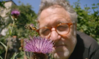 My garden of a thousand bees