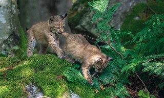 Rückkehr der Wildnis - Nationalpark Bayerischer Wald