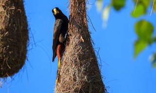 Tierische Superbauten