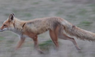 Wild Alaska