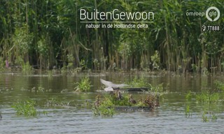BuitenGewoon