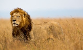 Extreem Afrika