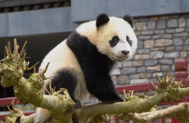 Het Echte Leven in de Dierentuin zoomt in op de reuzenpanda's in