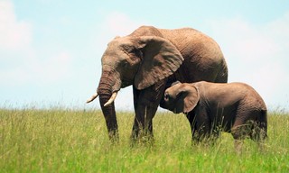 Kenia, Heldinnen der Savanne