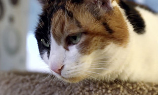 My cat from hell