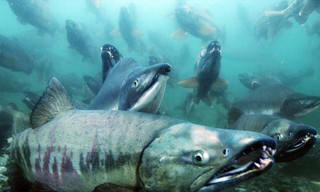 Alaska's Deadliest