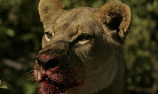 Eternal enemies: Lions and hyenas (Revealed)