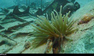 Grote blauwe wildernis