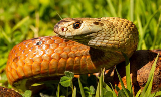 Killer Snakes