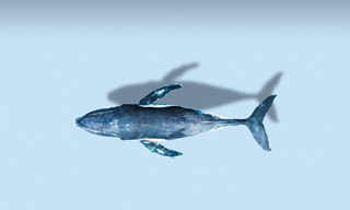 Mammals