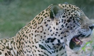 Natuur op Z: Surviving the Amazon