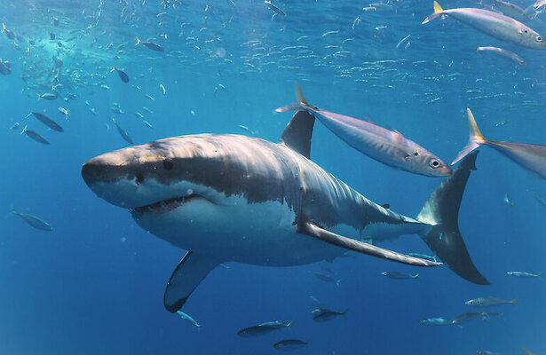 All the Sharks