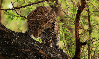 Secrets Life of Predators