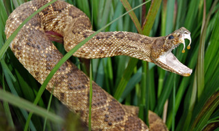 Snake City: Snakes in the City Venomous Face-Off Compilation