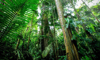 The green planet