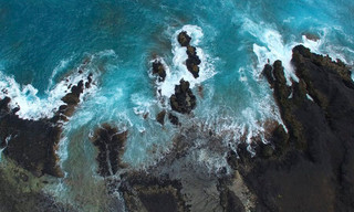 The Sharks of Hawaii