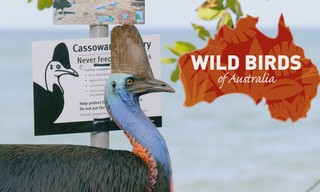 Vogels van Australië