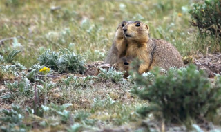 Prairie Dog Manor