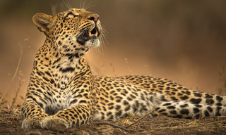 A Leopard's Legacy