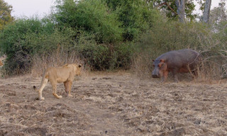 Africa's hunters