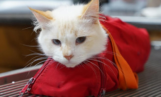 Critter fixers: country vets