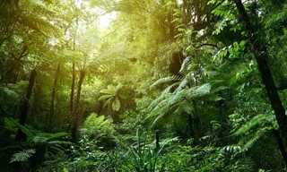 Iberia's Woodlands