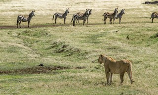 Predator v prey