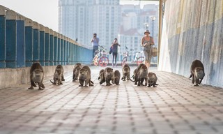 Tierisch urban