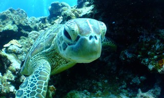 Turtle Hero - Ein Leben für die Schildkröten