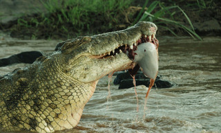 Wild hunters