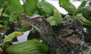 Battle of the Swamp Dragons