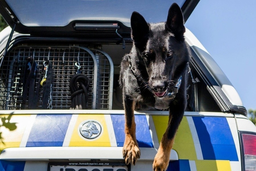 Border security: Dog patrol