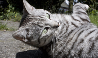 Cats of Claw Hill