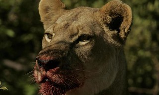 Eternal enemies: Lions and hyenas (Revealed)
