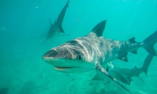 Jungle shark