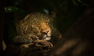A Leopard's Legacy