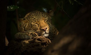 A Leopard's Legacy