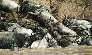 Africa's blood river