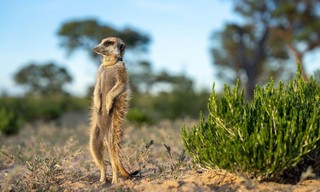 Africa's Wild Geniuses