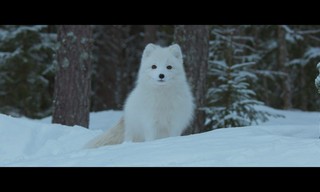 Ailo het dappere rendier