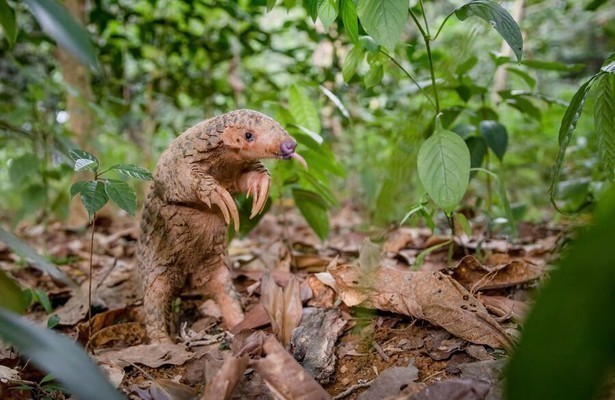 Schubdieren centraal in Big Little Journeys