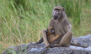 Bavianen: regels van de groep