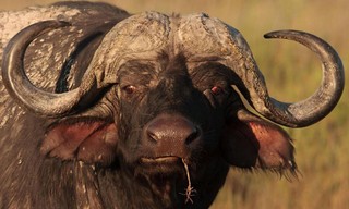 Blood Rivals: Lion vs. Buffalo