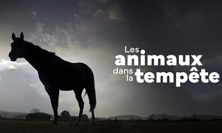 Der Sturm - Tiere bei Blitz und Donner